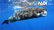 ~PADI マリンスクール2017 in 沖縄 supported byチーム美らサンゴ~ へ10組20名様ご招待!