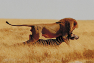 ライオン（Lion）の写真