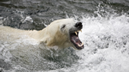 ホッキョクグマ (Polar Bear)の写真