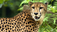 チーター (Cheetah)の写真