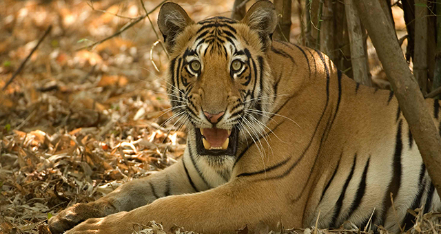 インド ～大自然と野生動物～｜番組紹介｜ナショナル ジオグラフィック (TV)