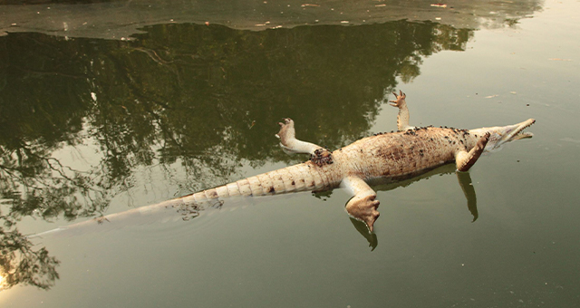ワニの大量死 (原題: Croc Shock)の写真