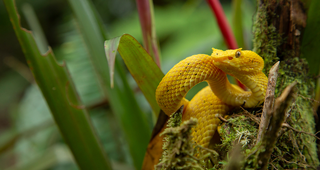 コスタリカ 色とりどりな動物たち (原題: Costa Rica)の写真