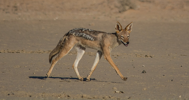 渇きの大地 カラハリ (原題: Kalahari)の写真