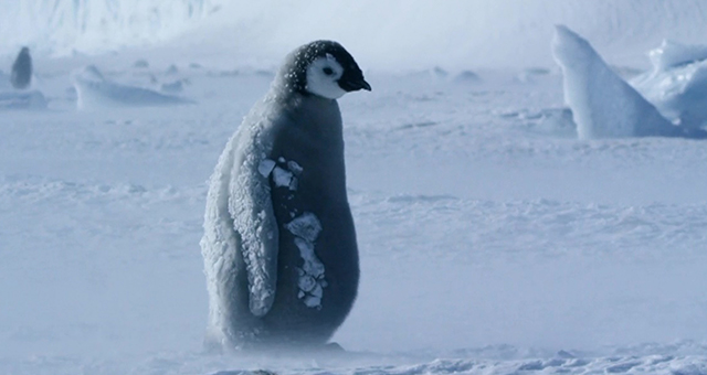 ペンギン (原題: Penguin)の写真
