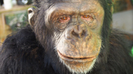 猿人エイプマンの写真