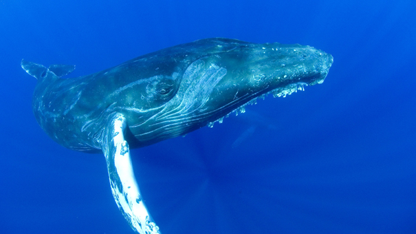 ザトウクジラ：神秘の世界の写真