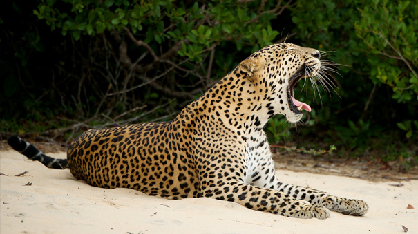 世界大自然紀行：スリランカの写真