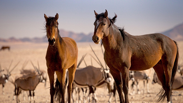 ナミブ砂漠の野生馬の写真