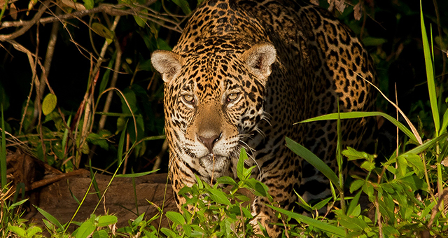 ジャガーの華麗なる狩猟 の写真