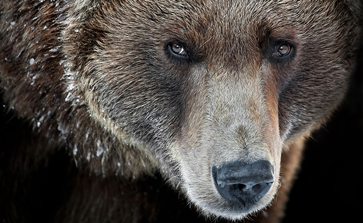 ザ・プレデター2 ～仁義なき戦い～