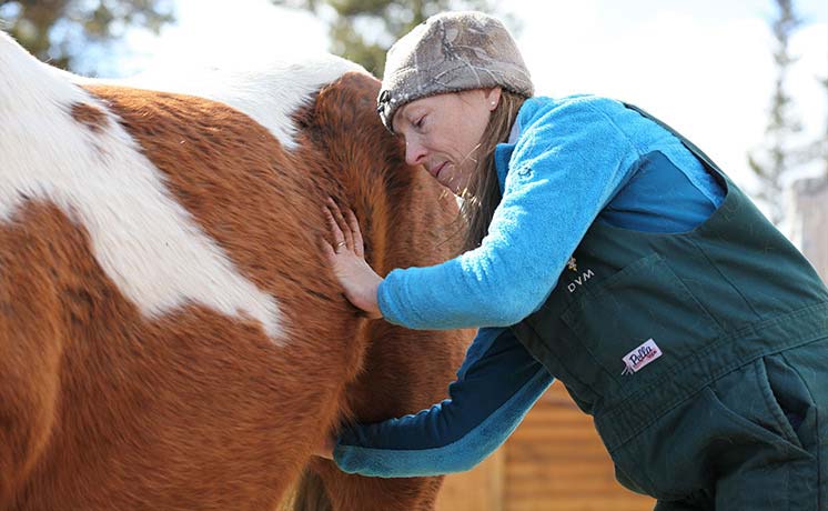 【吹替版日本初放送】獣医ミシェルの日常 2