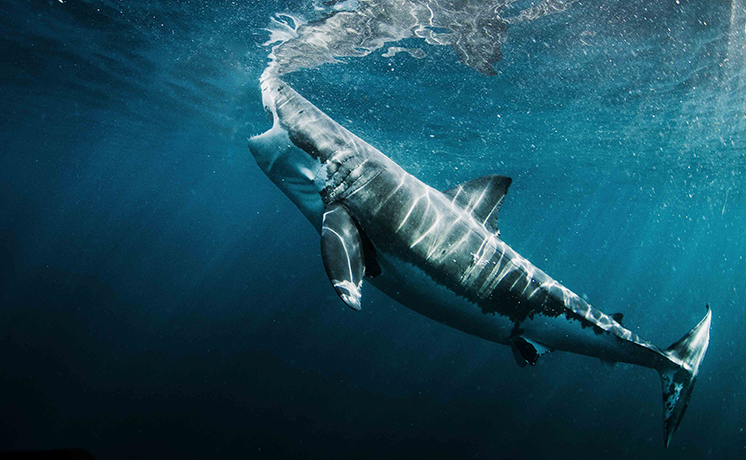 サメ：狂乱のディナータイム