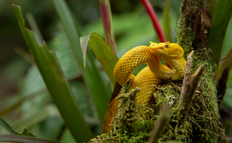 世界大自然紀行：中央アメリカ