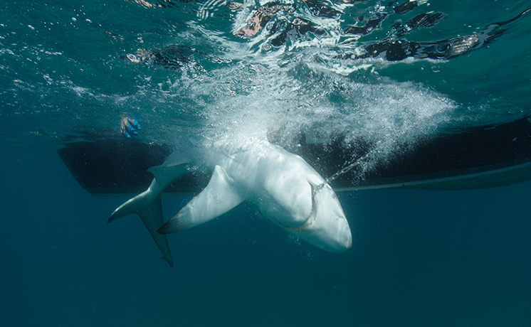 血戦！サメ vs イルカ