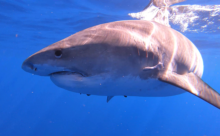 魅惑のハワイ！サメの世界