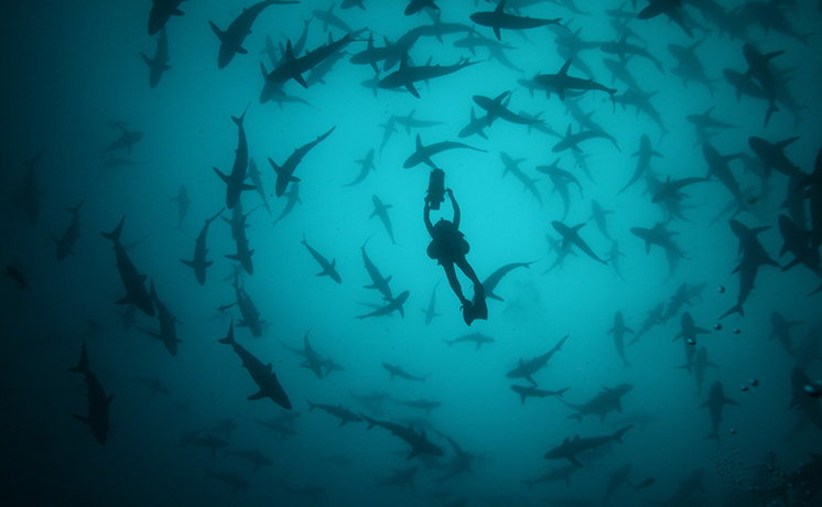 官能的！シャーク・ライフ