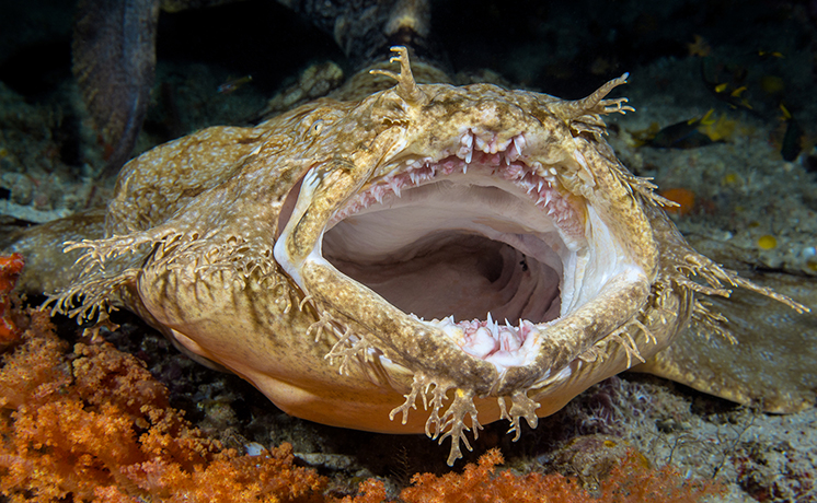 ビックリ？！おかしなシャーク大集合