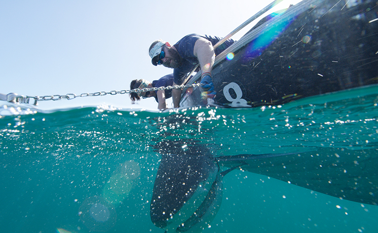 特集：シャーク・フェス