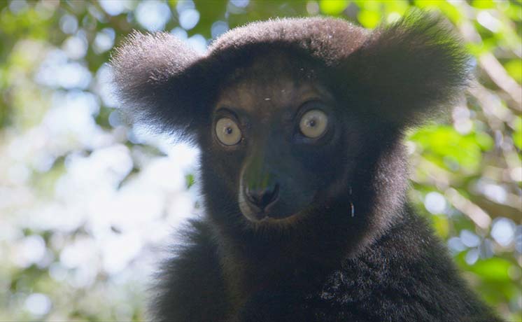 マダガスカルの奇妙な動物大集合！
