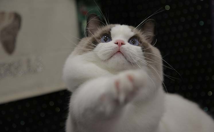 胸キュン☆モフモフペットショー