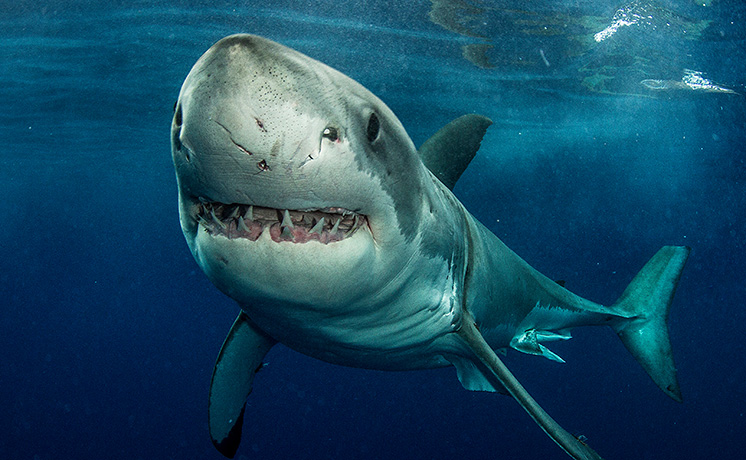 サメの惑星：最恐サバイバー