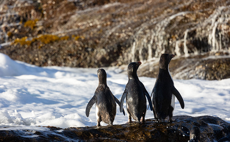 【ワイルド ネイチャー プラス】特集：南極の世界