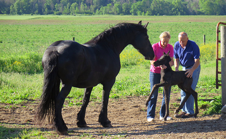 ウマ年！ドクター・ポール