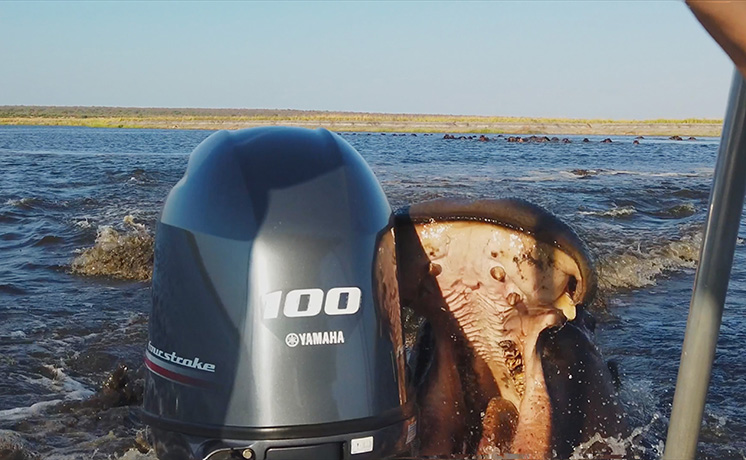 野生動物との遭遇