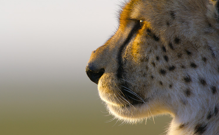 【ワイルド ネイチャー プラス】ビッグ・キャット・サンデー