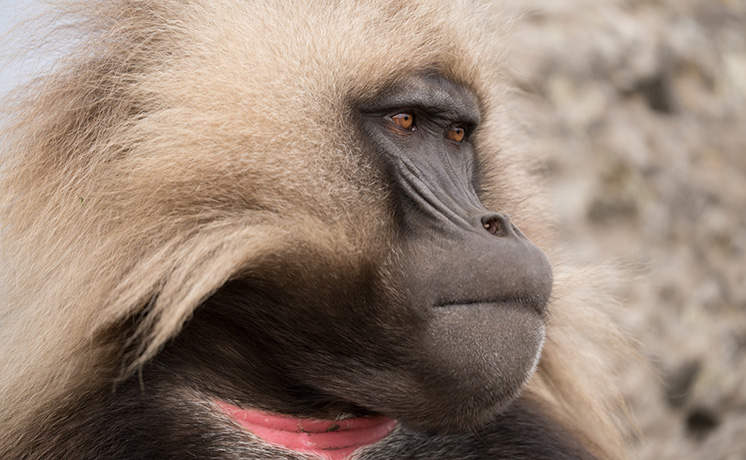 モンキー・ウォーズ／炎上！ハーレムの戦い