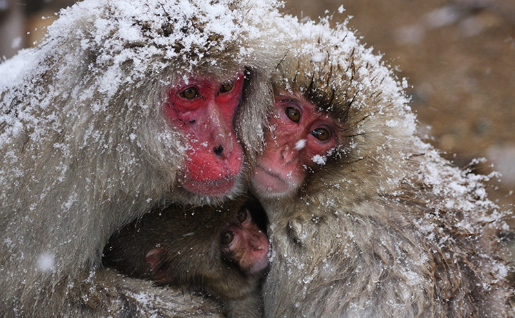 特集：モンキー・ワールド