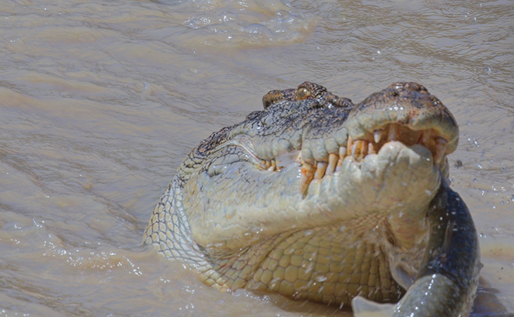 クロコダイル：オーストラリアの偉大なサバイバー