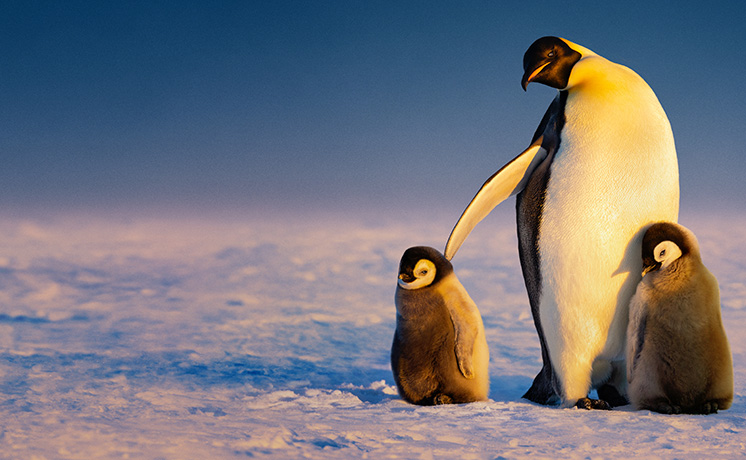 アースデイ WITH ナショナル ジオグラフィック