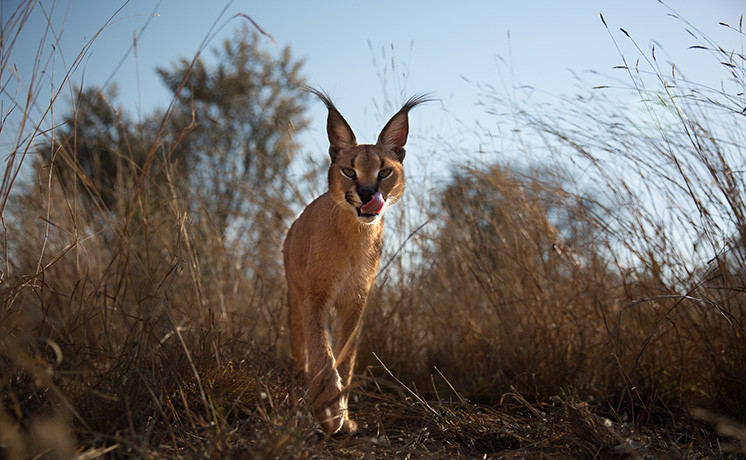 ワイルド・ジーニアス：戦略なくして明日(あす)は無し！