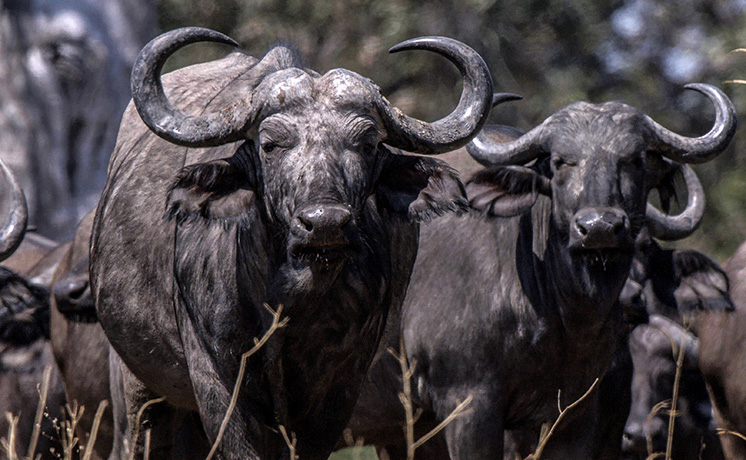 アフリカ：死闘の川