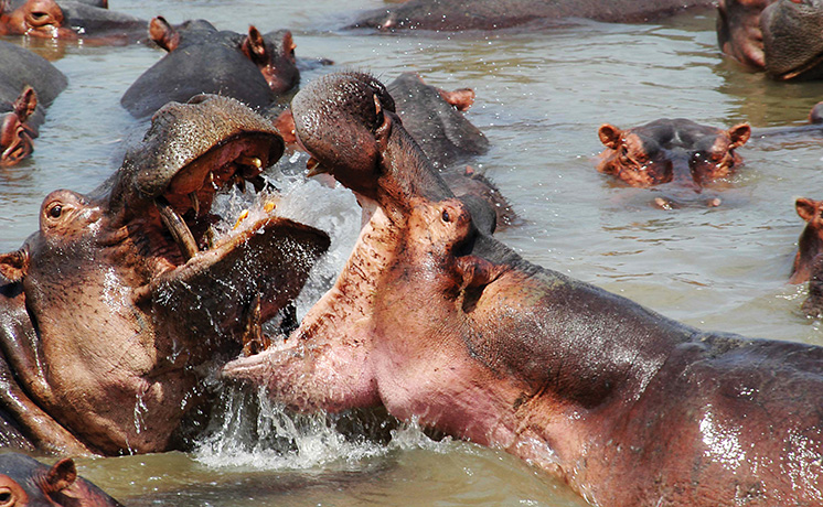 アフリカ・タイタンズ：水域の巨人たち