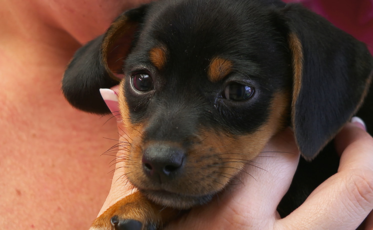 ゴールデン・Dr.ポール・ウィーク