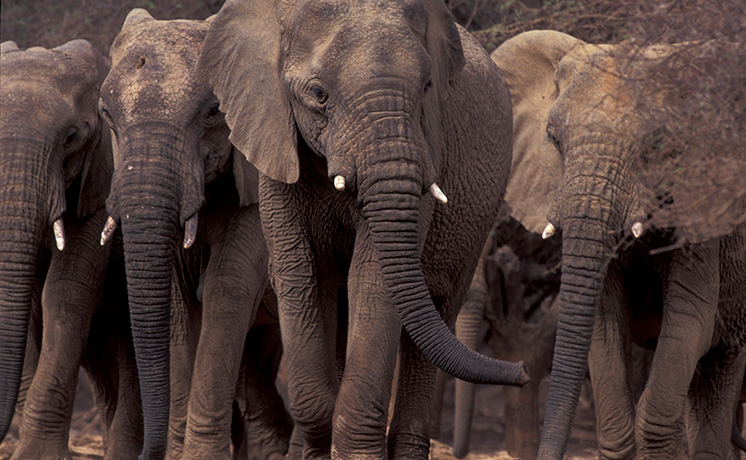 【ワイルド ネイチャー プラス】特集：アフリカを生きる