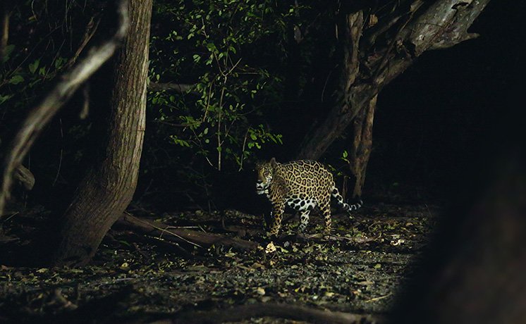ジャガーとウミガメの物語：熱帯林の守護神