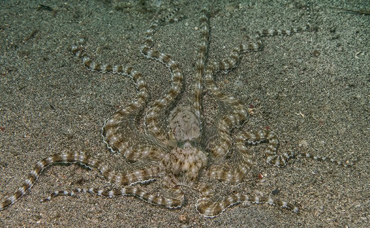 深海の巨獣