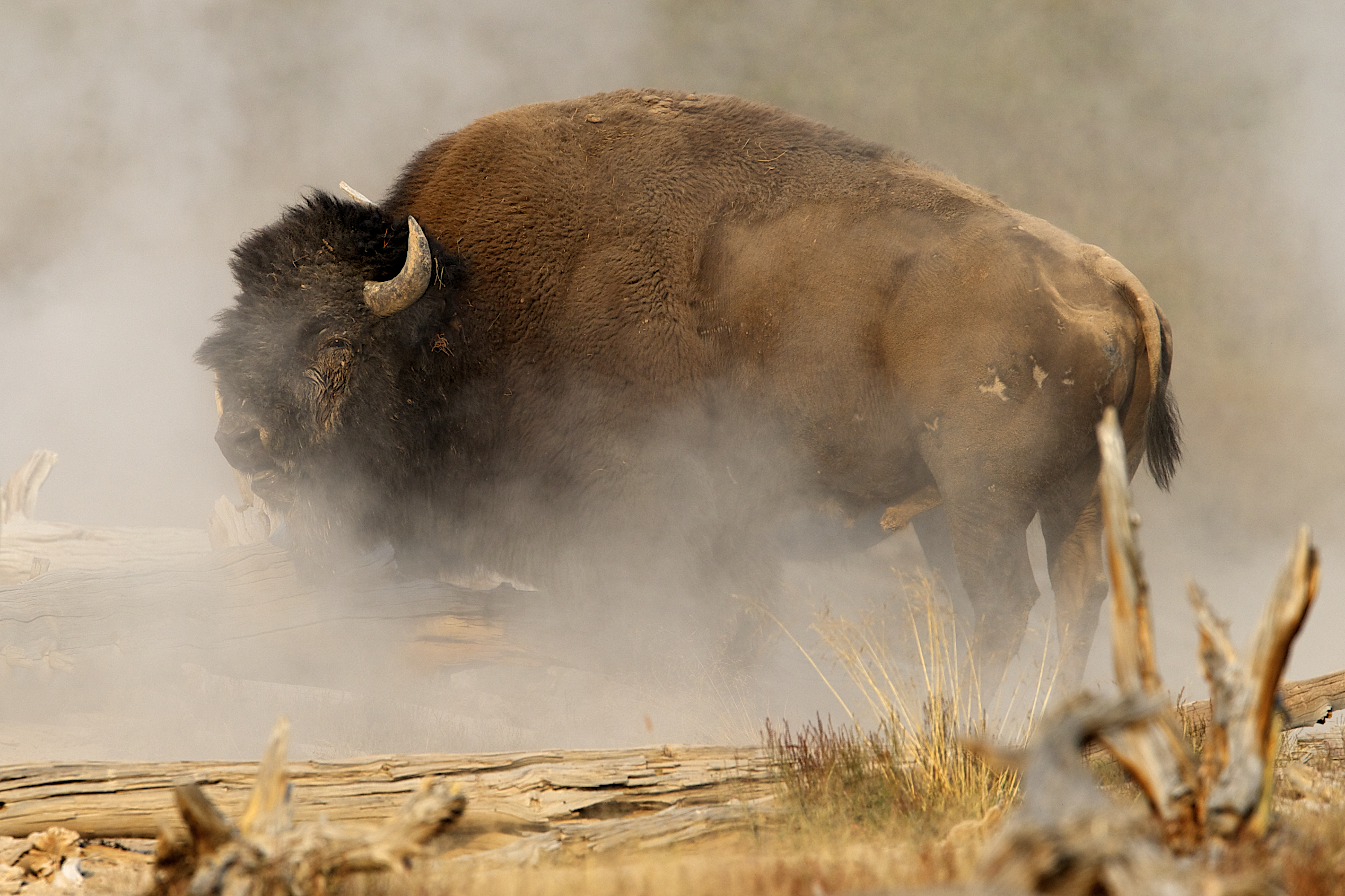 ナショナル・パーク：アメリカの偉大な大自然「多彩な地熱現象～イエローストーン国立公園」