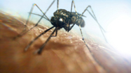 ペストとマラリア (Plague&Malaria)の写真