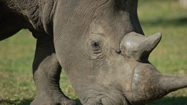 サイの突進　（Rhino Rampage）の写真