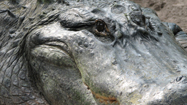 人間狩り（Return of the Predator）の写真