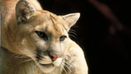 クーガーの島（Isle of the Cougar）の写真
