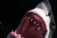 ホホジロザメ（Great White Shark）の写真