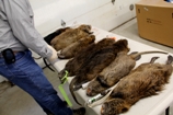 巨大ヌマネズミ (原題: Giant Swamp Rats)の写真