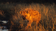 ハイエナ (Hyenas)の写真
