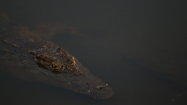クロコダイル (Crocodiles)の写真
